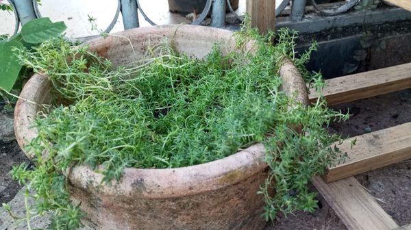 Identificação da planta Dedinho de moça por foto