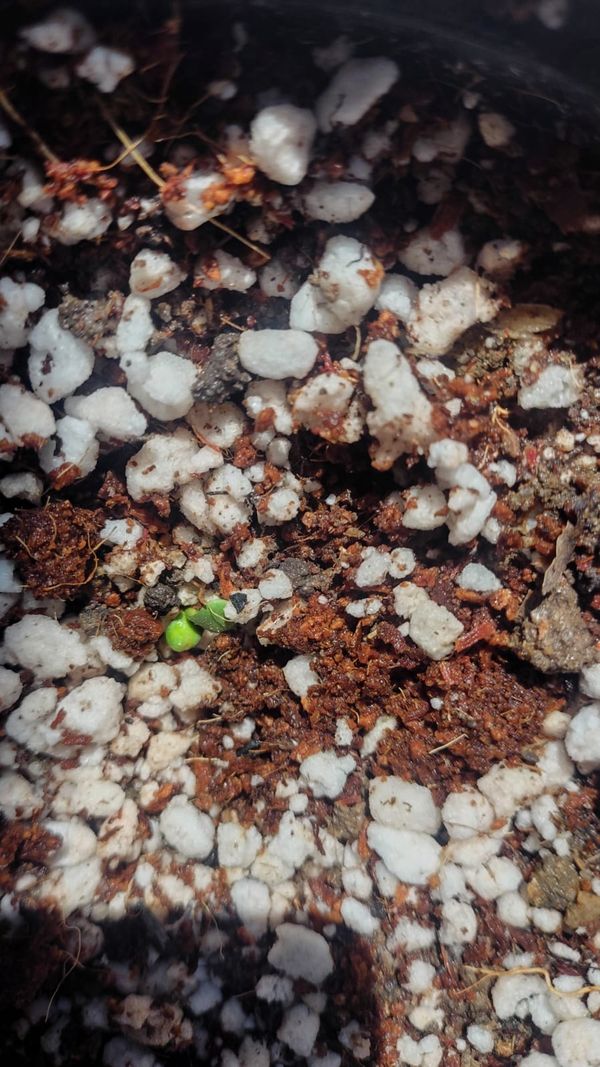 Identificação da planta Orelha de Shureck por foto