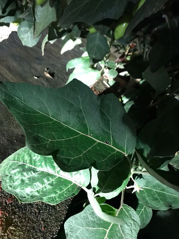 Identificação da planta Jilo por foto