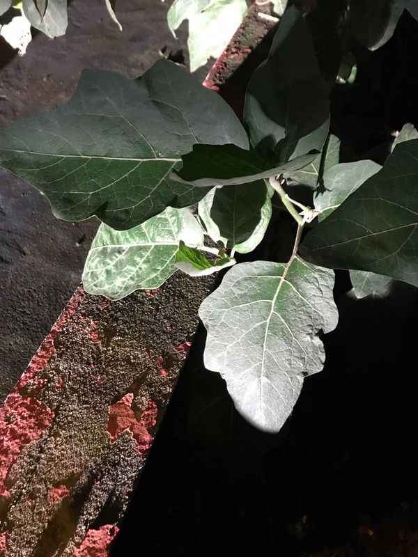 Identificação da planta Jilo por foto