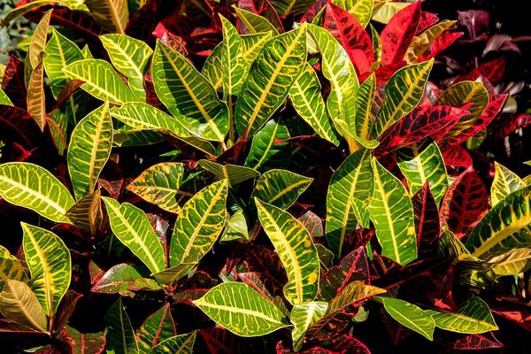 Identificação da planta Cróton por foto