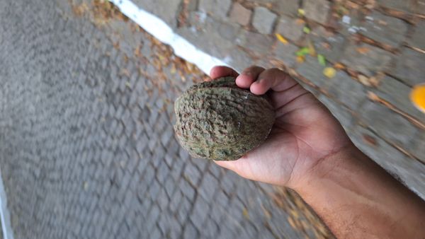 Identificação da planta Nogueira-preta por foto