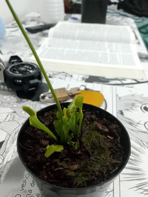 Identificação da planta Vênus-papa-moscas por foto