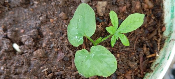 Identificação da planta Corda-de-viola por foto