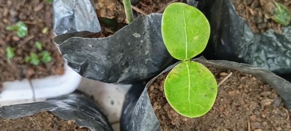 Identificação da planta Copaíba por foto