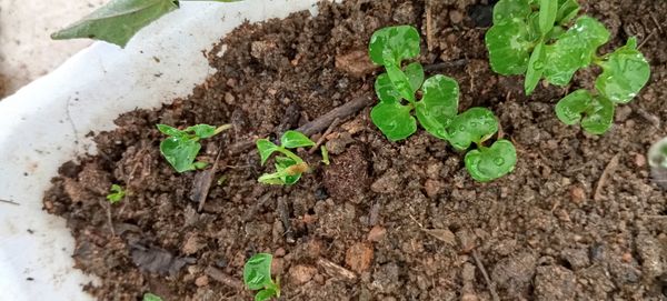 Identificação da planta Erva-de-jabuti por foto