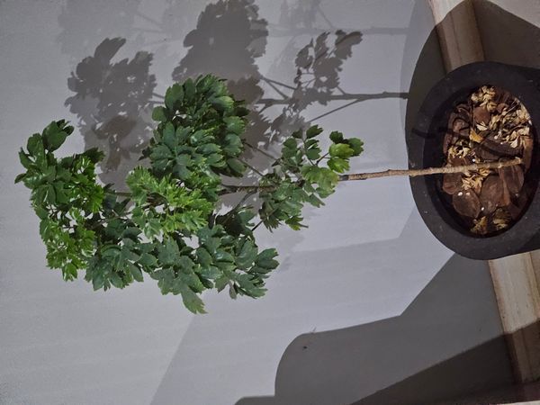 Identificação da planta Bonsai-Havaí por foto