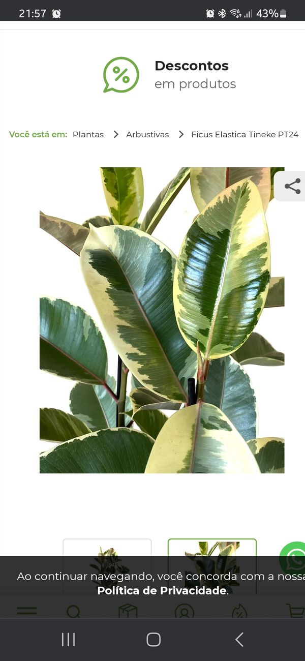 Identificação da planta Figueira-benjamim por foto