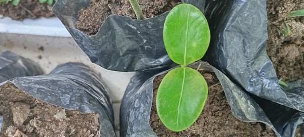 Identificação da planta Carambola-de-espinho por foto