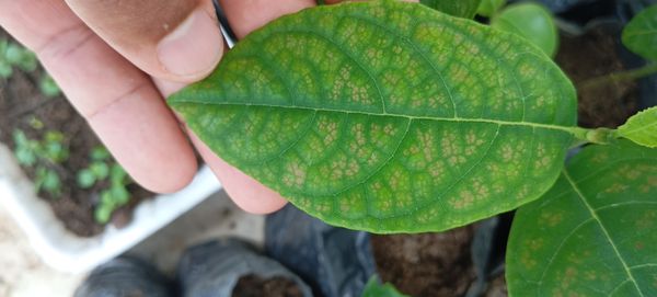 Identificação da planta Jaca por foto
