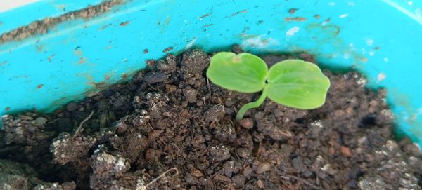 Identificação da planta Pepino por foto