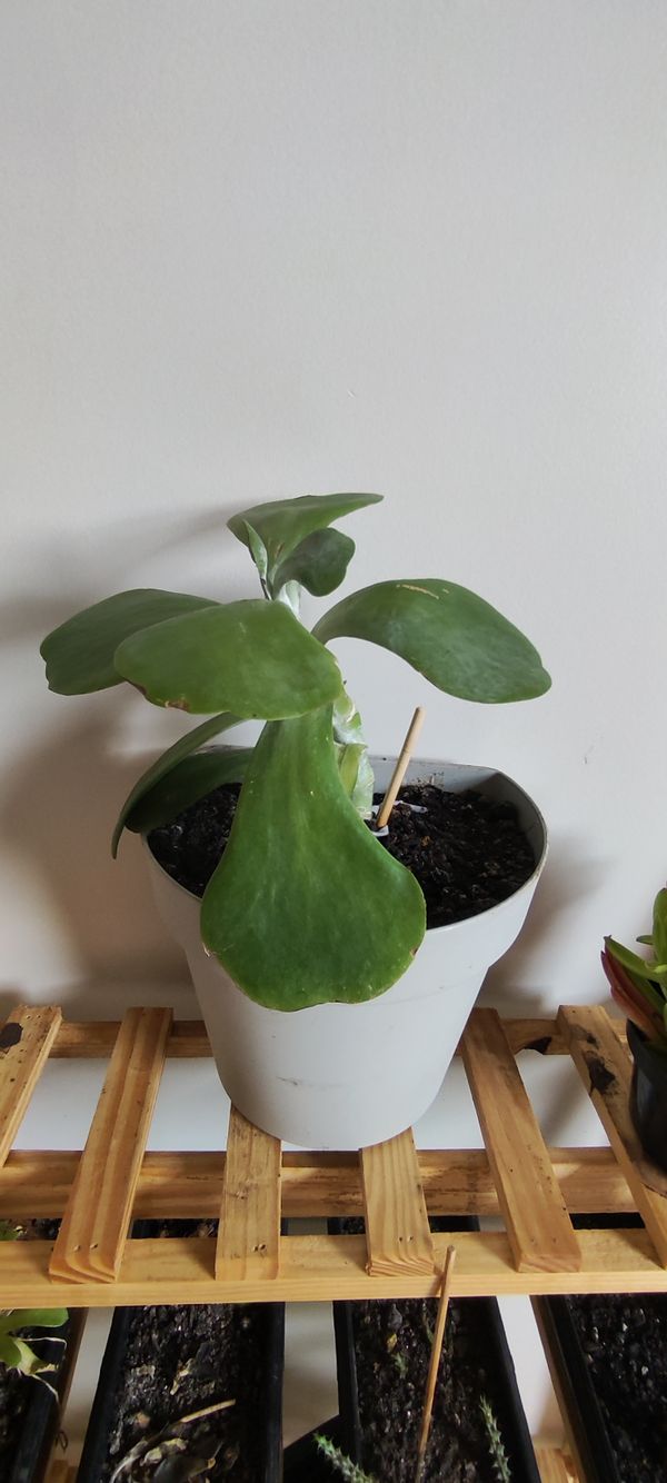 Identificação da planta Orelha-de-elefante por foto