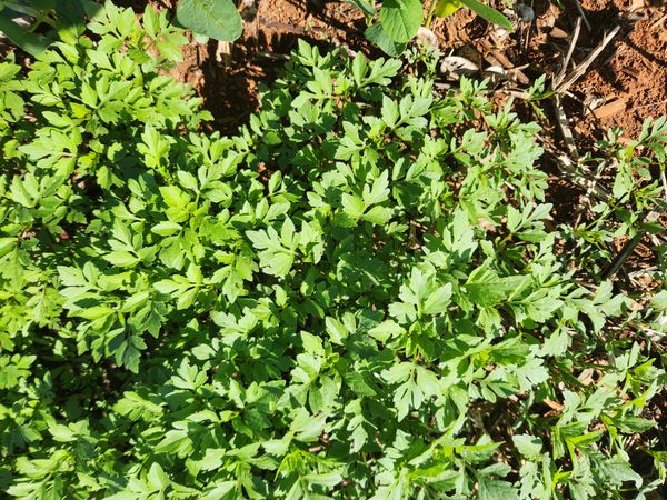 Identificação da planta Picão-preto por foto