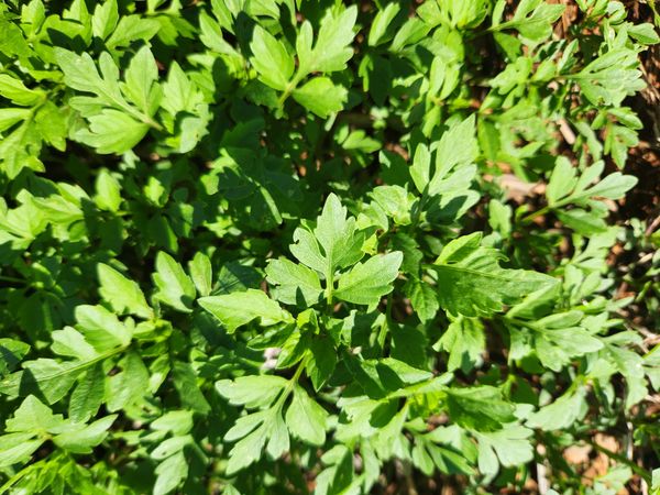 Identificação da planta Picão-preto por foto