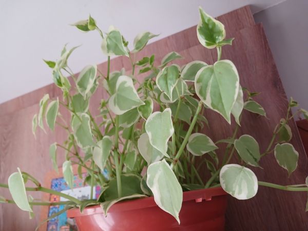 Identificação da planta Oriri por foto
