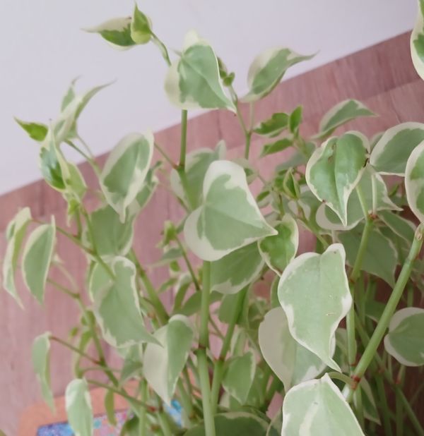 Identificação da planta Oriri por foto