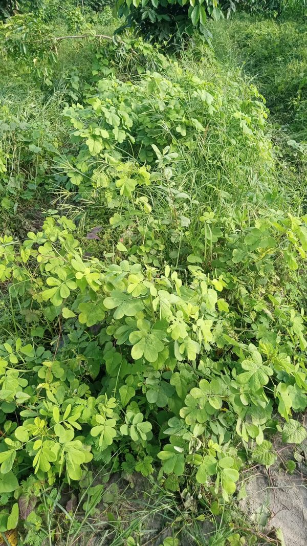 Identificação da planta Fedegoso por foto