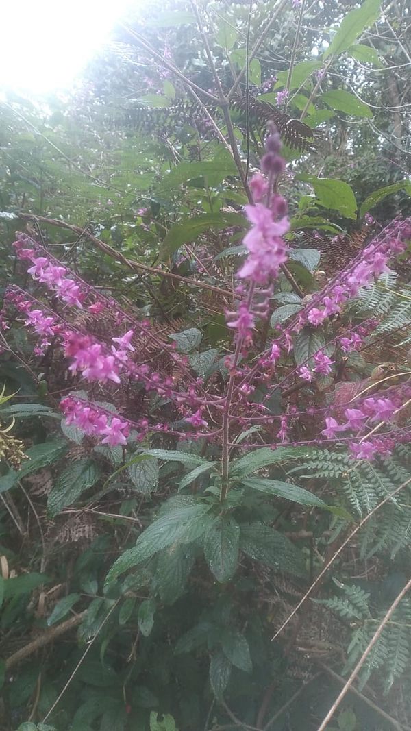 Identificação da planta Manjericão roxo por foto