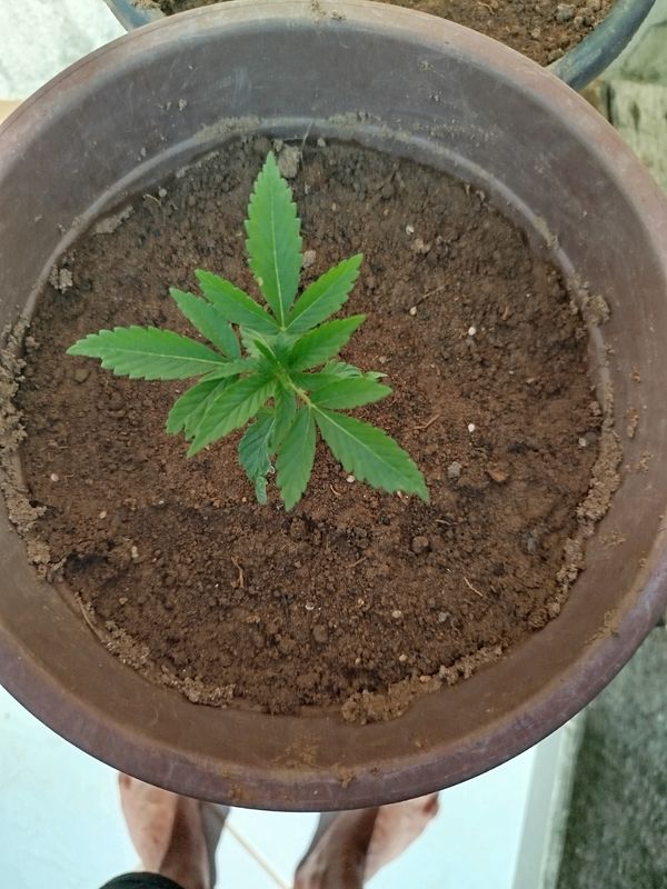 Identificação da planta Maconha por foto