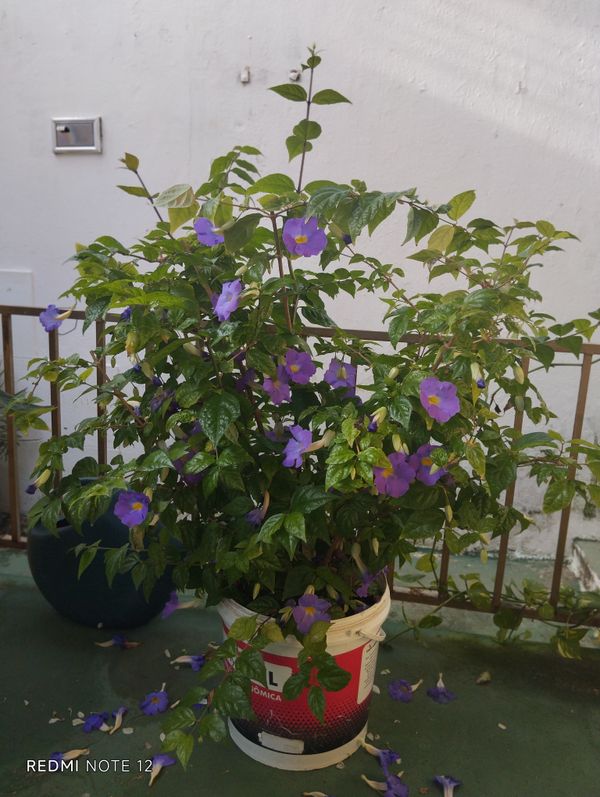Identificação da planta Margarida-de-Deus por foto