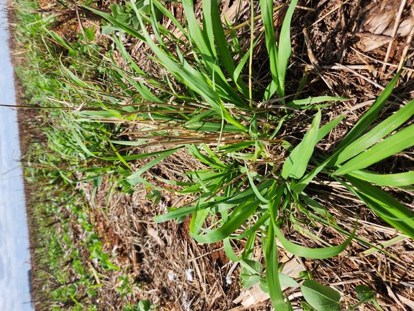 Identificação da planta Capim Mombaça por foto