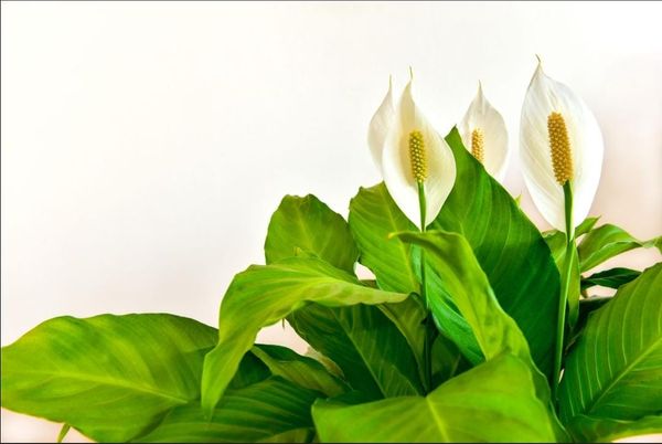 Identificação da planta Lírio da paz por foto