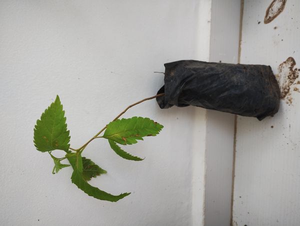 Identificação da planta Olmo-do-cáucaso por foto