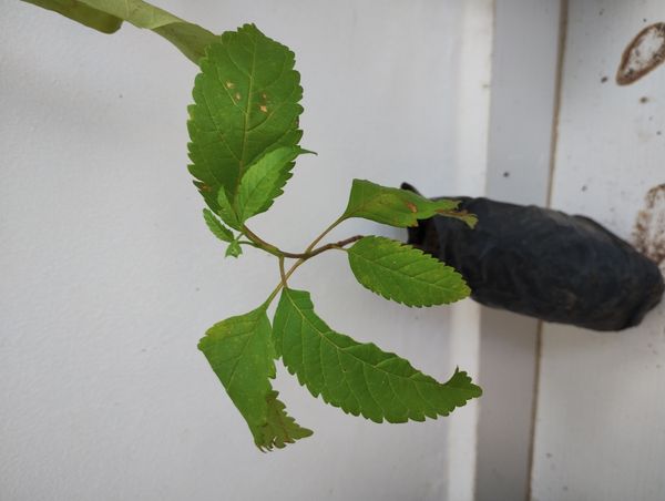 Identificação da planta Ipê-de-jardim por foto