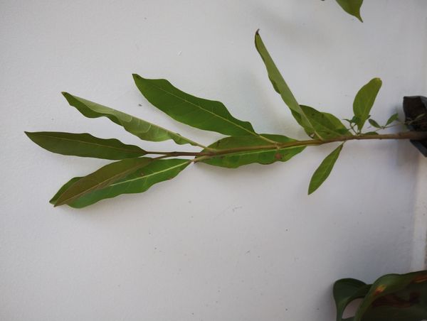Identificação da planta Fiddlewood por foto