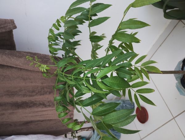 Identificação da planta Cajá-manga por foto