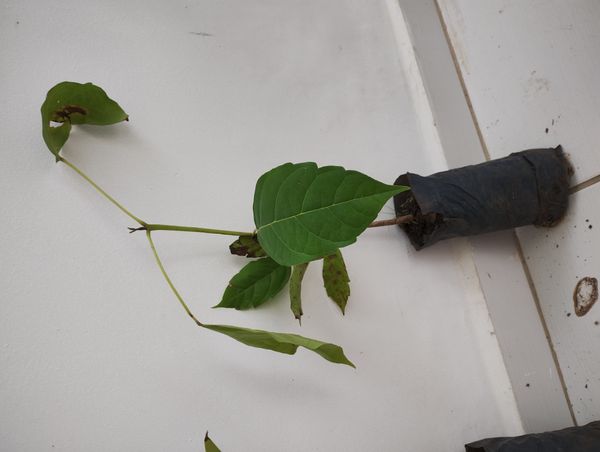 Identificação da planta Ipê Rosa por foto