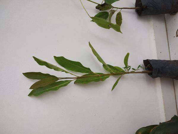 Identificação da planta Cabeça-de-velho por foto