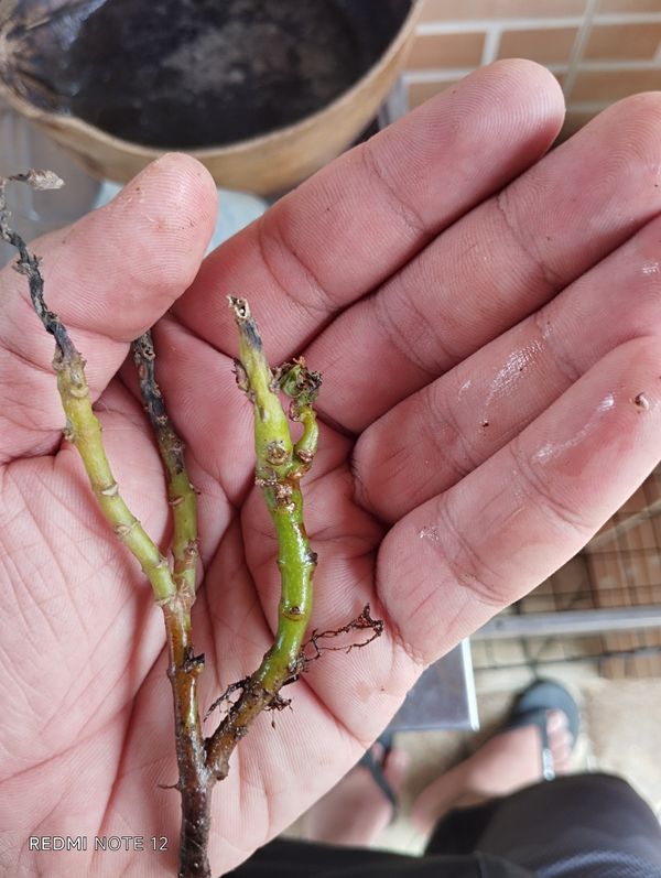 Identificação da planta Gerânio-suculento por foto