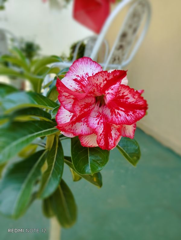 Identificação da planta Rosa do deserto por foto