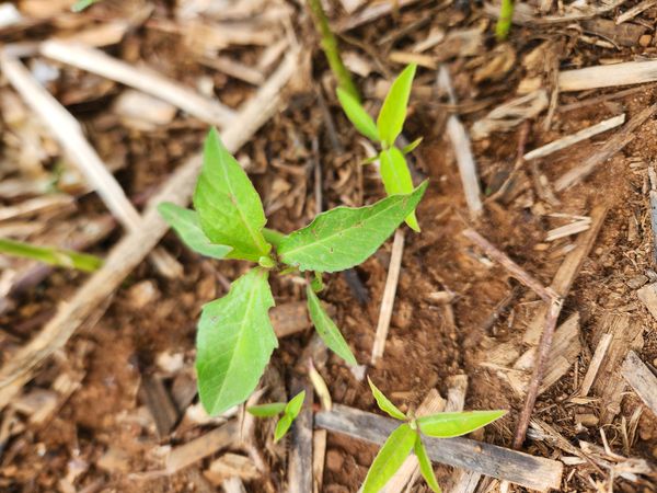Identificação da planta Leiteira por foto