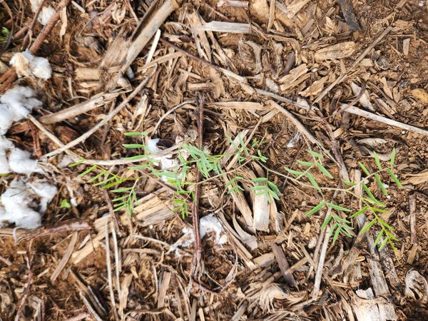 Identificação da planta Ervilhaca por foto