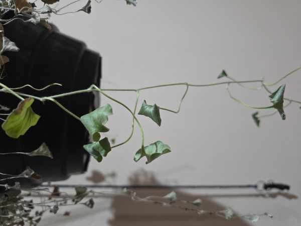 Identificação da planta Gramado-japonês por foto