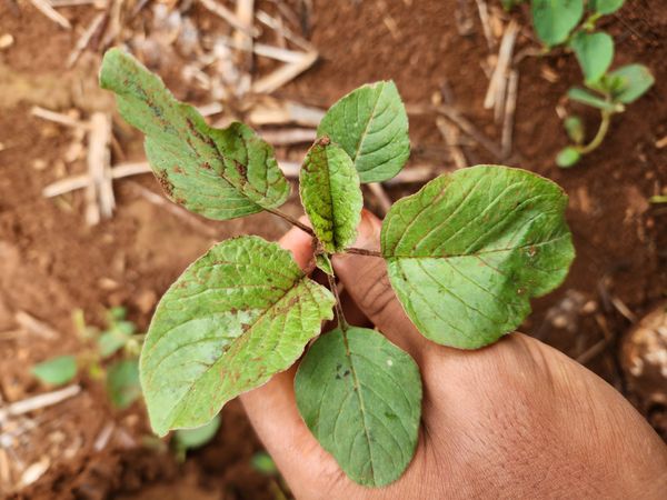 Identificação da planta Bredo por foto
