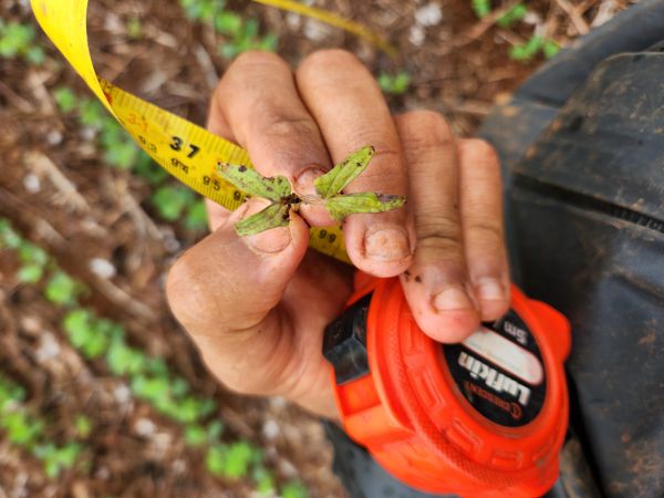 Identificação da planta Erva-de-são-joão por foto