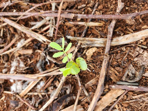 Identificação da planta Fedegoso por foto