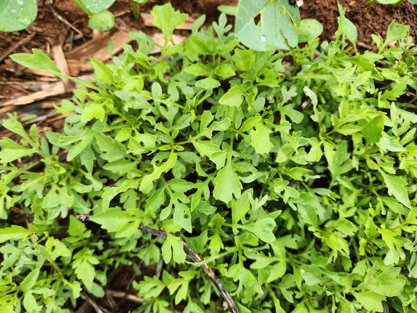 Identificação da planta Agrião por foto