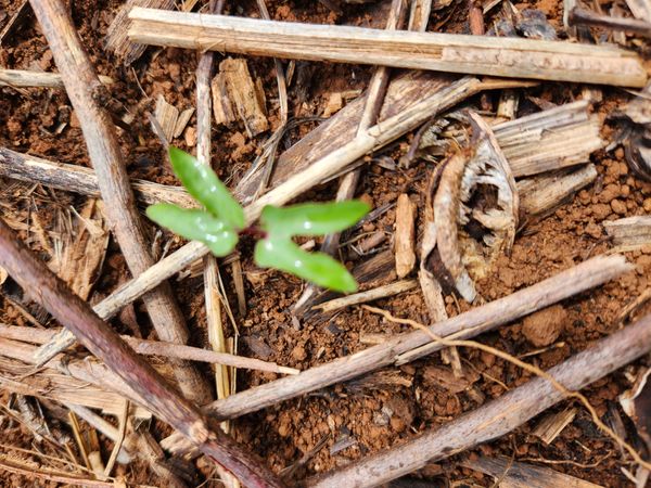 Identificação da planta Corda-de-viola por foto