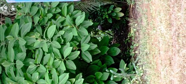 Identificação da planta Camarão-vermelho por foto