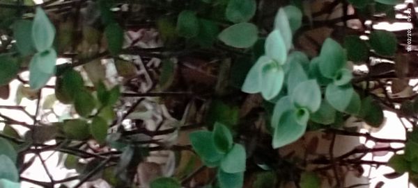 Identificação da planta Tradescantia-nanica por foto