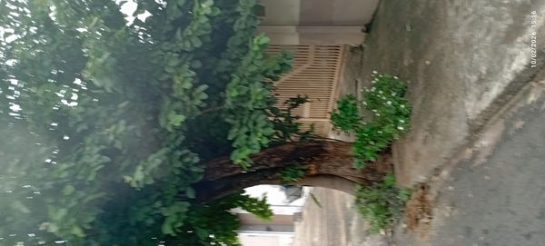 Identificação da planta figueira por foto