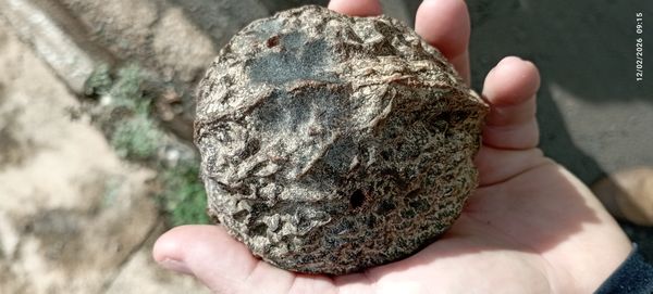 Identificação da planta Boleira por foto