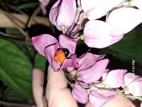 Identificação da planta Trepadeira Lágrima de cristo por foto