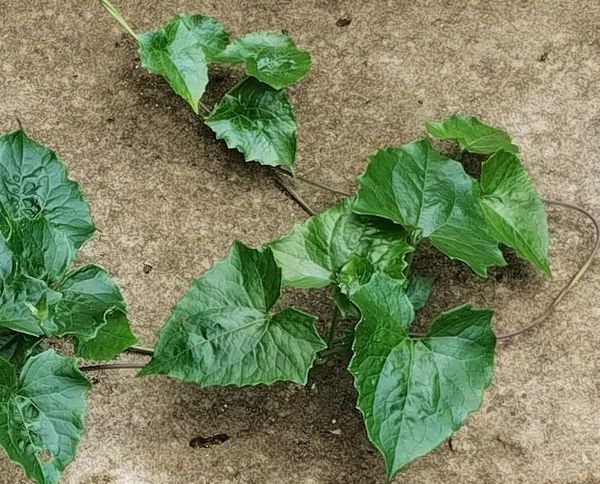 Identificação da planta Serrapilheira por foto