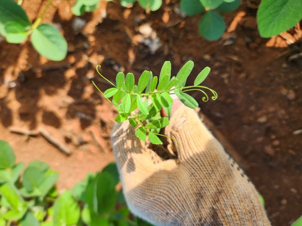 Identificação da planta Lentilha por foto