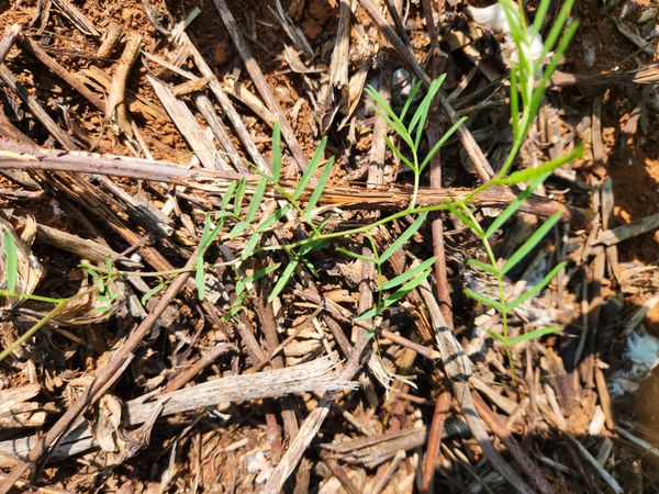 Identificação da planta Ervilhaca por foto